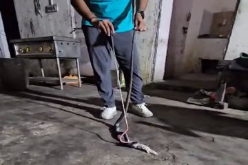 चार फीट का कोबरा पकड़ा, फिर देखिये उसने मुंह से क्या उगला