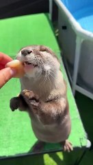 Well-Behaved Otter Eating #shorts #aty #otter #WaterSausage