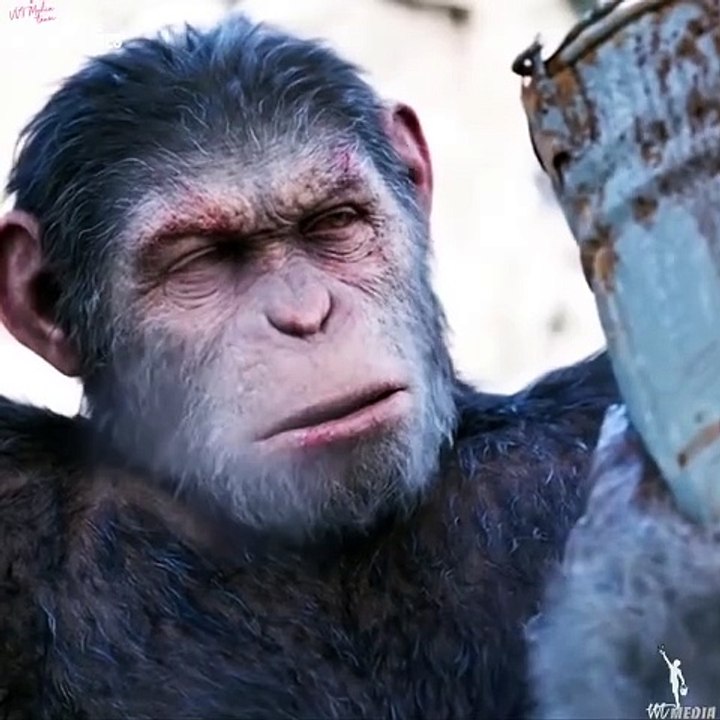 Monkey  Movies part 5