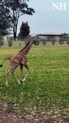 New arrival turns heads at Hunter Valley Wildlife Park