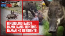 Hinuhuling baboy ramo, nang-hunting naman ng residente! | GMA Integrated Newsfeed