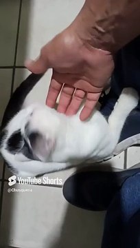 #shorts #animales #mascotas #Felino #gato mi amigo #peludo llega a visitarme a la #oficina #jugar