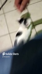 jugando con mi amigo el gato pernanca que llego a mi oficina para visitarme #shorts #animal #felino