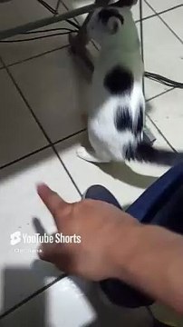 mi gatito pernanca jugando conmigo en la oficina vino a visitarme #shorts #animales #mascotas #pet