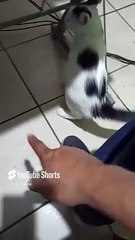 mi gatito pernanca jugando conmigo en la oficina vino a visitarme #shorts #animales #mascotas #pet