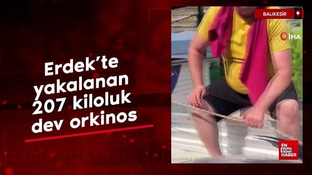 Erdek’te yakalanan 207 kiloluk dev orkinos sahile çıkarıldı