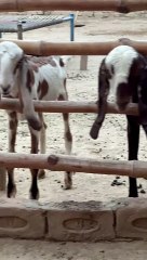 #trending #usa #viral #shortvideo #baby #pet #animals #goats #bakra #bakramandi