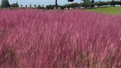 [기업] "핑크뮬리 만개"...농협 안성팜랜드, 가을꽃 축제 / YTN