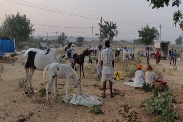 Donkey fair in jaipur :   खलकाणी माता का गर्दभ मेला 9 अक्टूबर से, देशभर से आएंगे पशुपालक