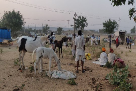 Donkey fair in jaipur : खलकाणी माता का गर्दभ मेला 9 अक्टूबर से, देशभर से आएंगे पशुपालक