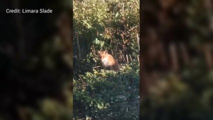 Dover fox repeatedly forces his way into family's home and sleeps on sofa