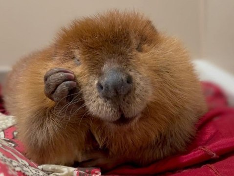 Süße Biber-Dame Nibi : Ihr Schicksal rührt das Netz