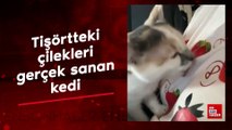 Tişörtteki çilekleri gerçek sanan kedi