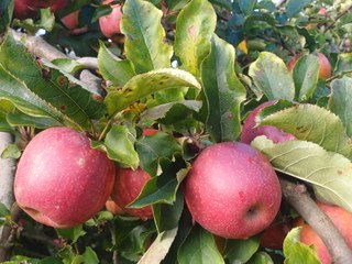Circuit-Court - Joël Sauvant, producteur de pommes bio dans le sud Ardèche