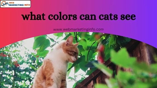 What Colors Can Cats See