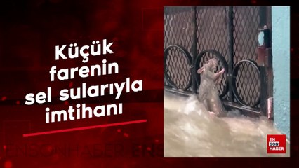 Küçük farenin sel sularıyla imtihanı
