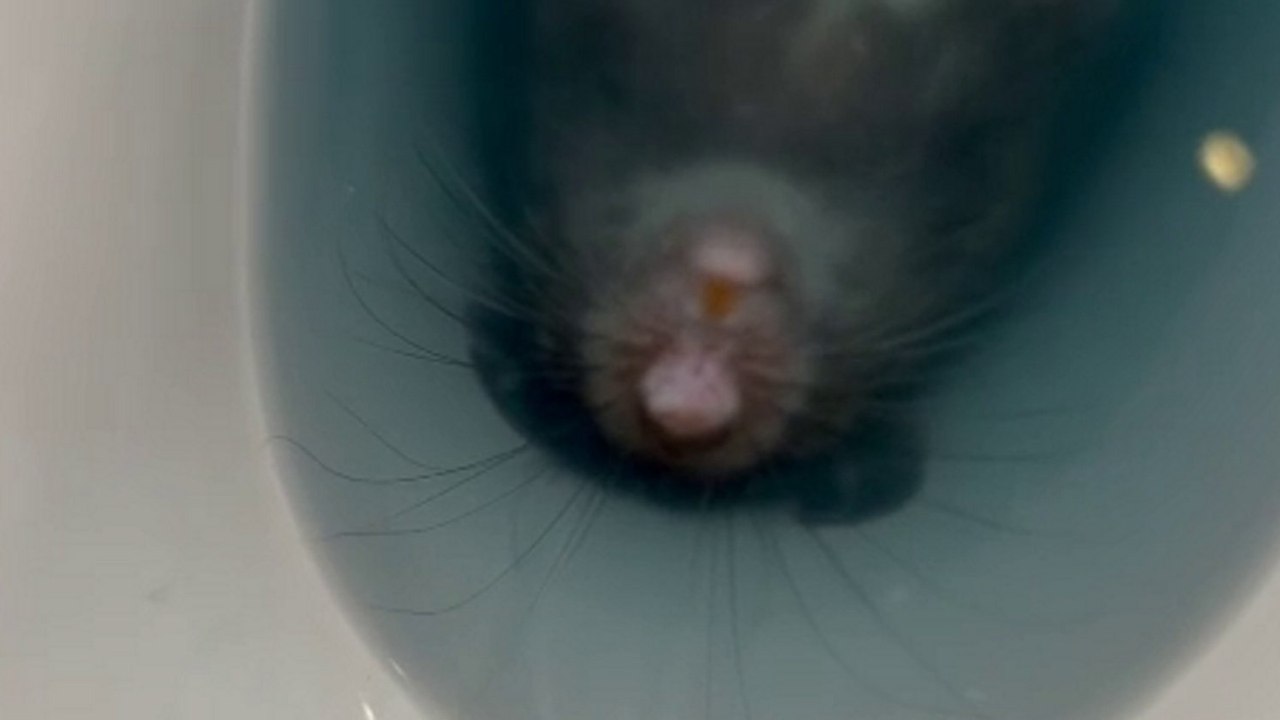 Rattenfänger sagt, dass eine Frau das Tier in der Toilette entdeckte, während sie auf der Toilette war