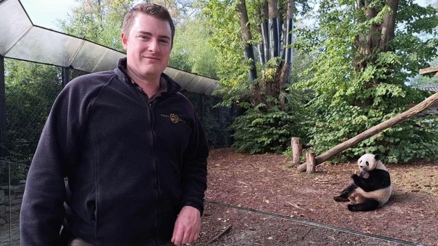 Dans le pas du soigneur de pandas de Pairi Daiza