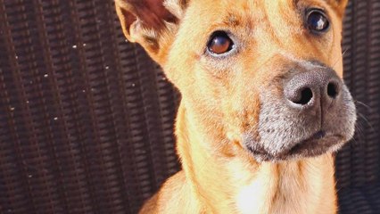 Suczka przez 2 tygodnie czekała na swojego pana w miejscu, w którym ją porzucił