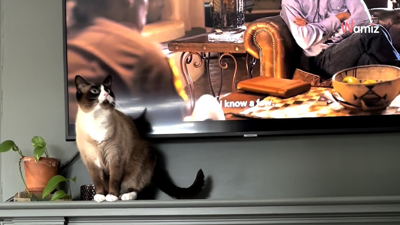 Elle ignore les miaulements de son chat sans réaliser qu'il donne l'alerte : l'intrus n'en perd pas une miette (vidéo)