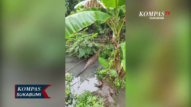Tembok Penangkaran Jebol, Buaya Masuk Pemukiman Warga