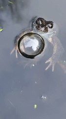 A smiley frog is enjoying his big bubble in the pond!