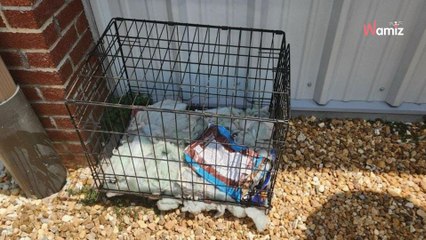 Cage abandonnée en plein soleil : les autorités annoncent une bonne et une mauvaise nouvelle