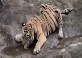 सरिस्का में पर्यटकों को बाघिन के हुए दीदार, हो गए गदगद