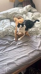 Cat Love Each Other Very Much