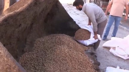 Suriye’den gelirken yakalandı: Tonlarca ceviz içi imha edildi