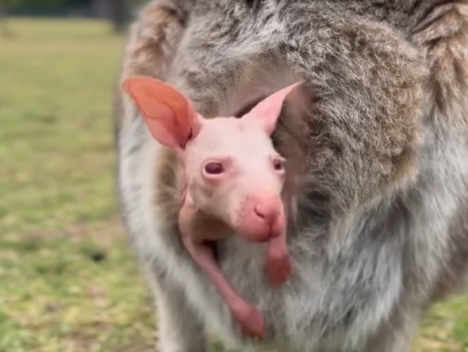 Seltenes Albino-Wallaby "Olaf" verzückt die Australier