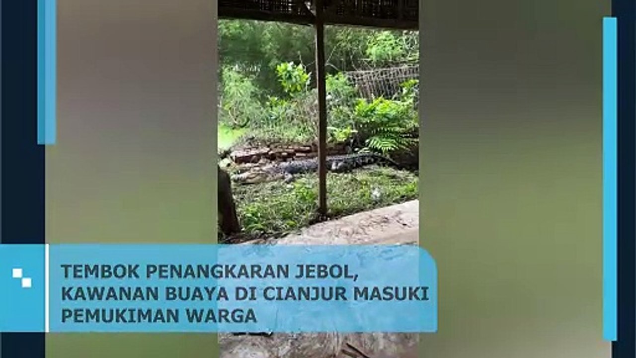 Tembok Penangkaran Jebol, Kawanan Buaya di Cianjur Masuki Pemukiman Warga