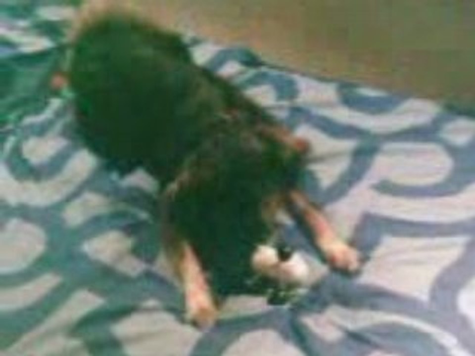 mon chien en délire lol