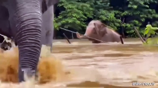 Thailandia, corsa per salvare elefanti e altri animali dall'alluvione