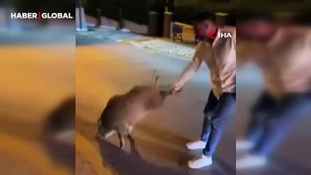 Aydın'da şehre inen domuza yaptıkları pes dedirtti