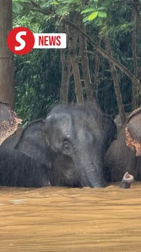 Thai sanctuary struggles to save elephants, animals after flash floods