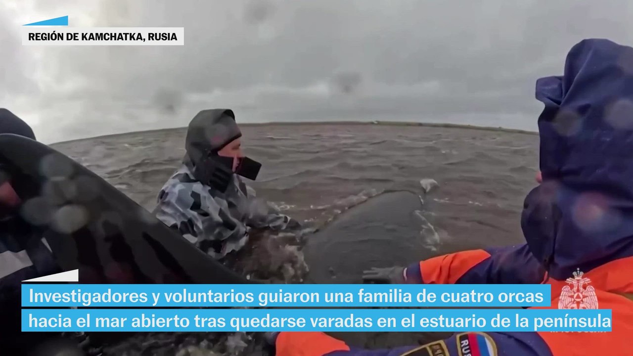 Investigadores y voluntarios libertan a una familia de ballenas orcas en Rusia