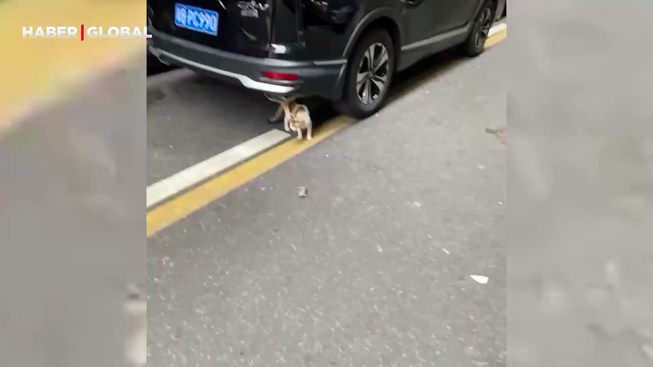 Kediyi gören farenin abartılı hareketleri Tom ve Jerry’yi aratmadı, yuvarlandıkça yuvarlandı