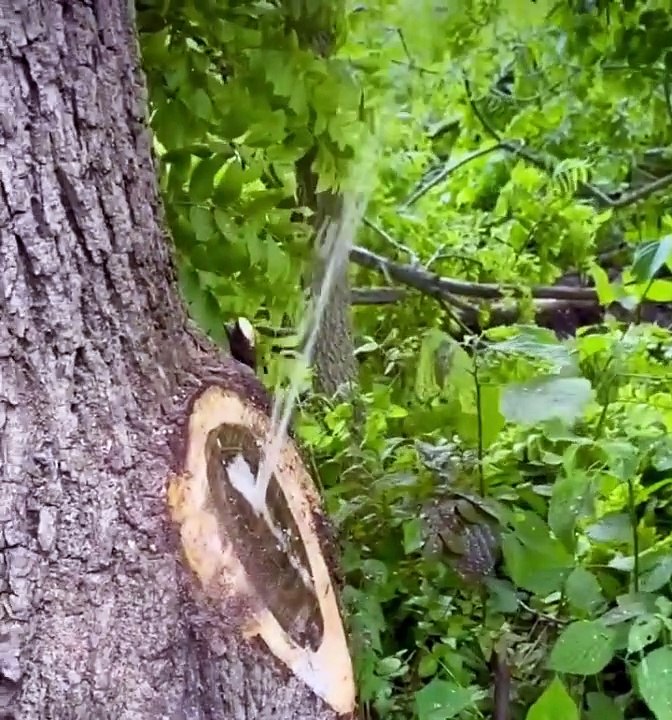 Tree sprays water after having branch removed