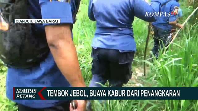 Dinding Penangkaran 80 Ekor Buaya di Cianjur Jebol! Begini Kronologinya