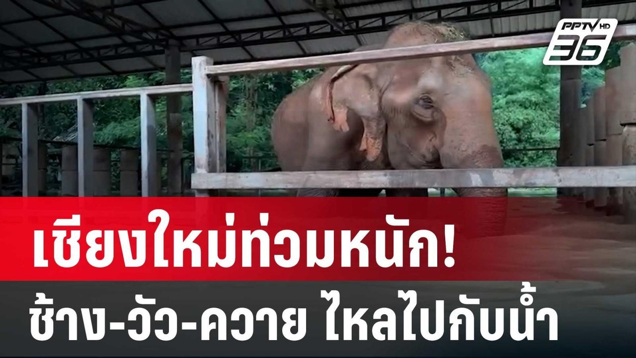 เชียงใหม่ท่วมหนัก! ช้าง-วัว-ควาย ไหลไปกับน้ำ | เข้มข่าวค่ำ | 4 ต.ค. 67