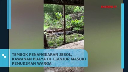 Tembok Penangkaran Jebol, Kawanan Buaya di Cianjur masuki Pemukiman Warga