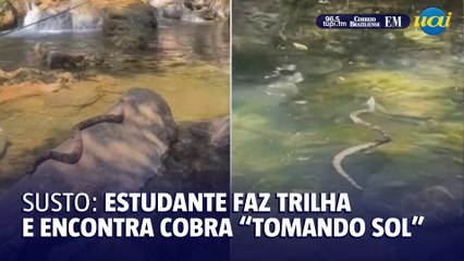 Download Video: Estudante dá de cara com cobra 