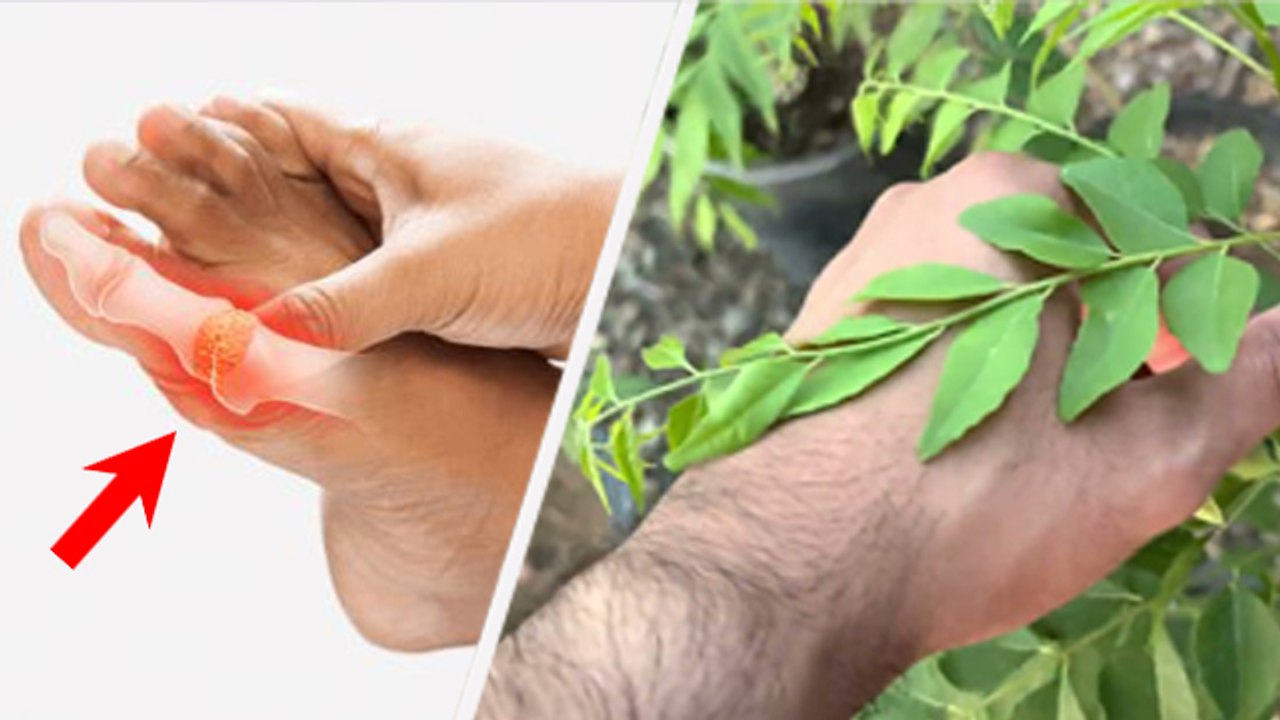 Uric Acid me curry patte kha sakte hai ya nahi, curry leaves good for