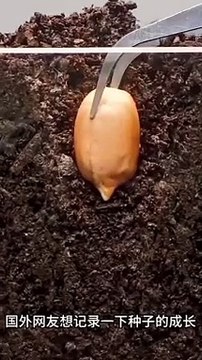 Peanut plant growing 18 days time lapse