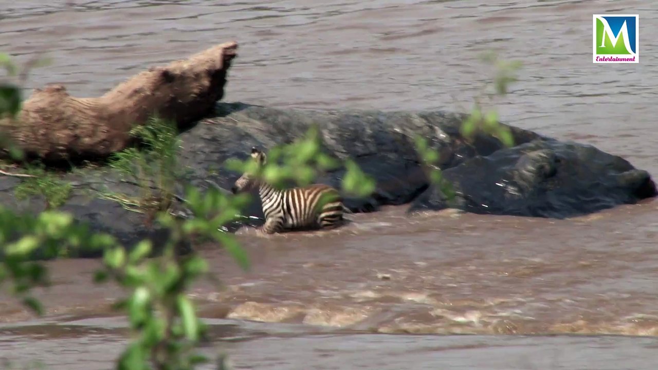 Animal Planet  Knowledge