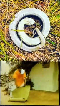 Funny snake #viral #videos #cartoon #funny #snake