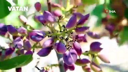 Mardin'de 20 bin dönümlük alanda fıstık hasadı başladı