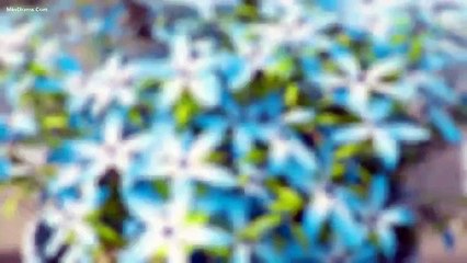 Tập 13 - Nữ Hoàng Trả Giá (Thuyết minh)_DV Lâm Canh Tân, Ngô Cẩn Ngôn