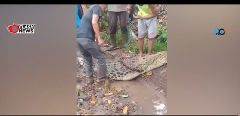 Kawanan Buaya Masuki Pemukiman Bikin Warga Panik